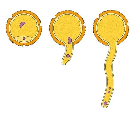 Study Pollen Germination on a Slide