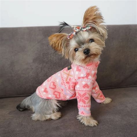 Top Dog Sweaters Yorkie Dog Hoodies Autumn/winter Wear Pet Vest Pet Clothes Clothing Dog Clothes ...