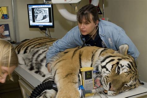 Zoo vet technicians are particularly appreciated in the field of veterinary medicine, as they ...