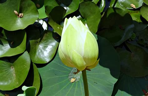 Lotus, growth, aquatic, nature, green color, sacred lotus, White, indian lotus, Flower, tropical ...