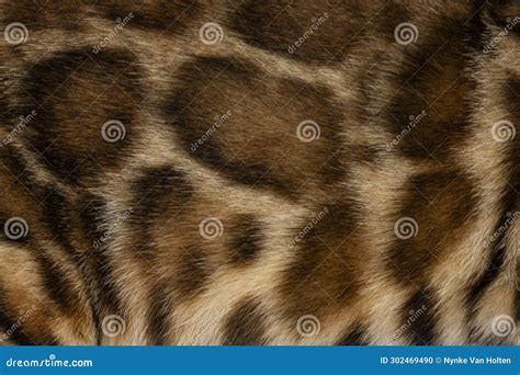 Bengal cat coat stock photo. Image of felis, adult, close - 302469490