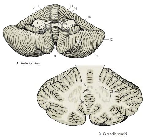 Cerebellar Peduncles and Nuclei - Structure of Cerebellum