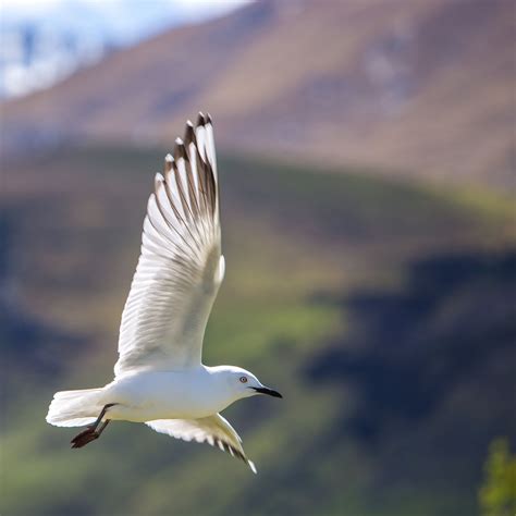 The Great Lie: "I'm not enough" and Breaking Free | Fliegende vögel, Vögel fotos, Hintergrund vogel