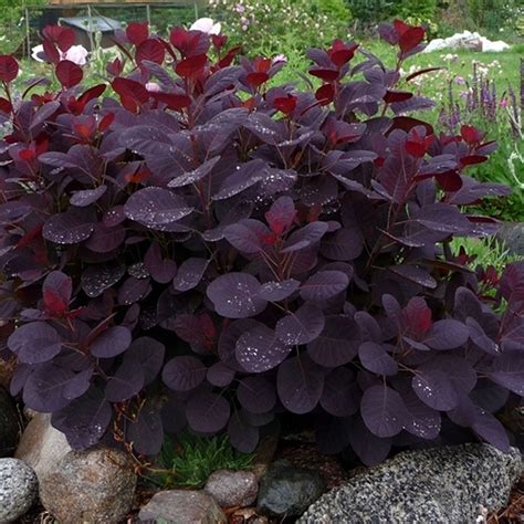 Purple Leaved Outdoor Plants