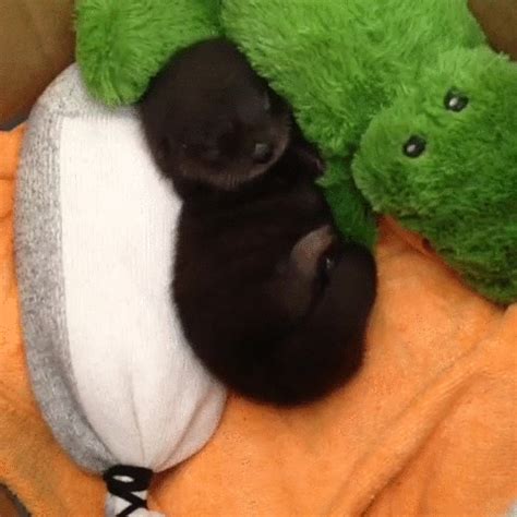 Sleeping baby otter. : r/aww