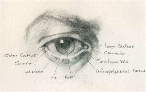 Jeff Haines | Anatomy sketches, Sketches, Anatomy drawing