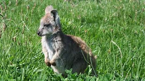 Baby wallaroo now out of his mother's pouch at the Oakland Zoo