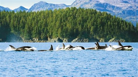 Alaska Wildlife - Alaska Animals & Marine Life - Princess Cruises