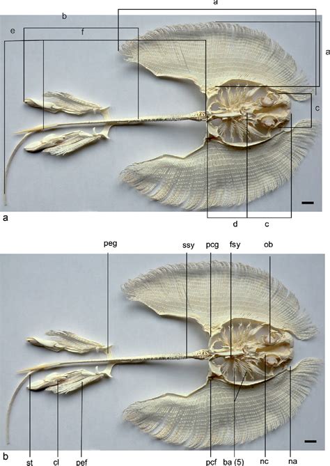 Figure 1 from Contributions to the skeletal anatomy of freshwater stingrays (Chondrichthyes ...