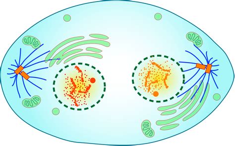 4.13 Mitosis and Cytokinesis – Human Biology