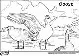 Baby Goose Coloring Page  Home sketch template