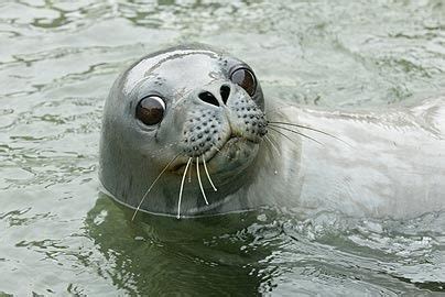 Weddell Seal Facts | Weddell Seal Diet & Habitat