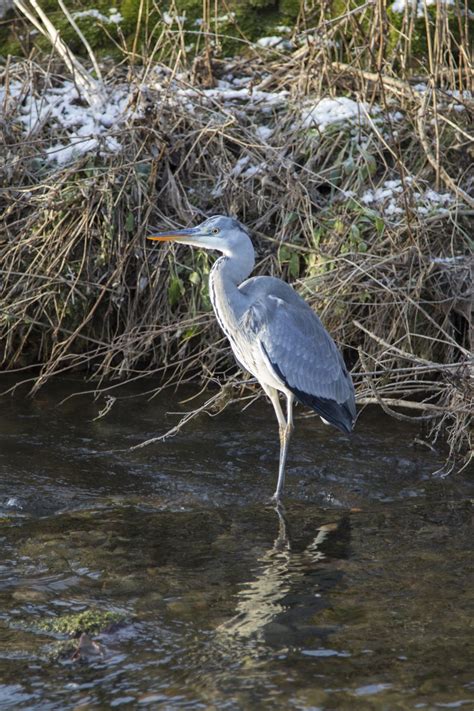 Great Blue Heron Free Stock Photo - Public Domain Pictures