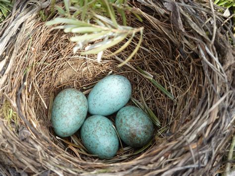 Quick Facts about Bird Nests - Birding World