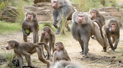 Hamadryas Baboon | San Diego Zoo Animals & Plants