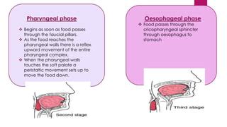 Deglutition | PPT | Free Download