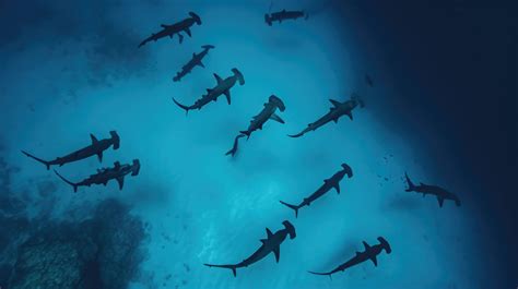 hammerhead shark school, hammerhead shark swarm, underwater photography of sharks, shark ...
