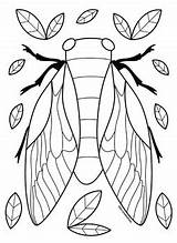 Cicada coloring Pages By Mrs Arnolds Art Room  TPT sketch template