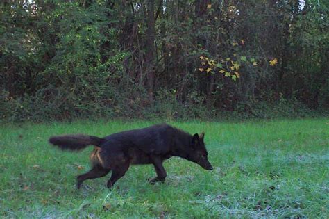 Coydog – Coyote Dog Mix: Everything You Need to Know About This Hybrid - IMP WORLD