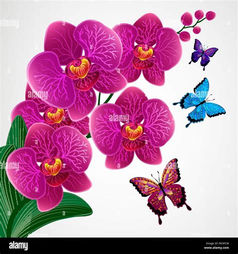 Floral design background. Orchid flowers with butterflies Stock Vector Image & Art - Alamy