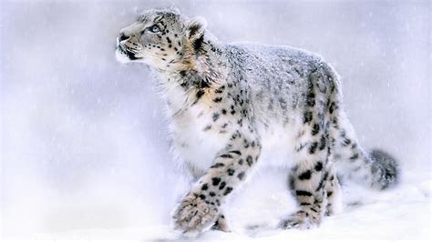 Snow Leopard Painting HD desktop wallpaper : Widescreen : High ...