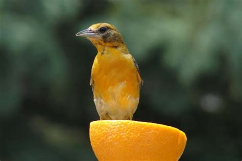 How To Make Oriole Nectar In 4 Easy Steps - Bird Informer