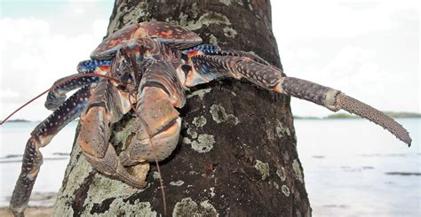 Coconut crabs: the bird-eating behemoths thriving on isolated tropical islands | Natural History ...