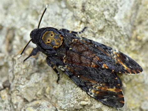 Death’s-head Hawk-moth | Butterfly Conservation