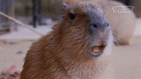 Capybaras Are Awesome | Animals