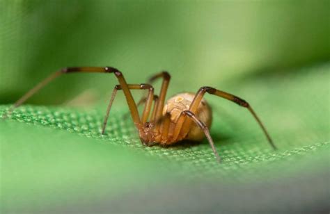 Brown Widow Spider | Amazing Facts about this Invasive Species | Cool Kid Facts