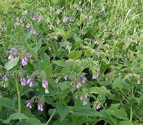 Growing Comfrey: The Complete Guide to Plant, Care, and Harvest Comfrey