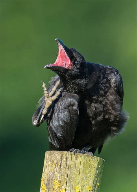 CAMBRIDGESHIRE BIRD CLUB GALLERY: Carrion Crow