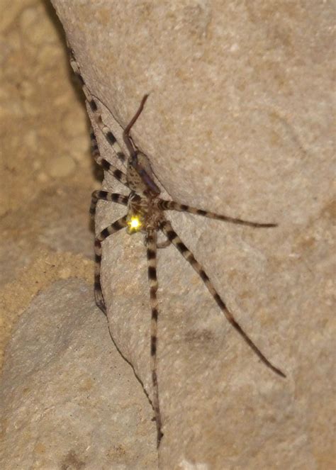 araignée - Heteropoda - Giant cave spider - Khao sok -Thailand | Spider ...