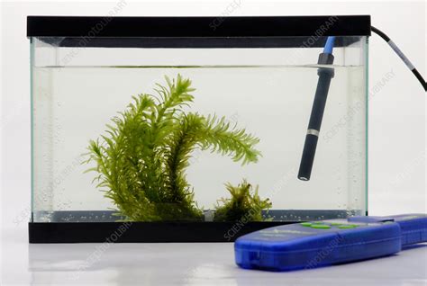 Pondweed in aquarium tank - Stock Image - B808/1457 - Science Photo Library