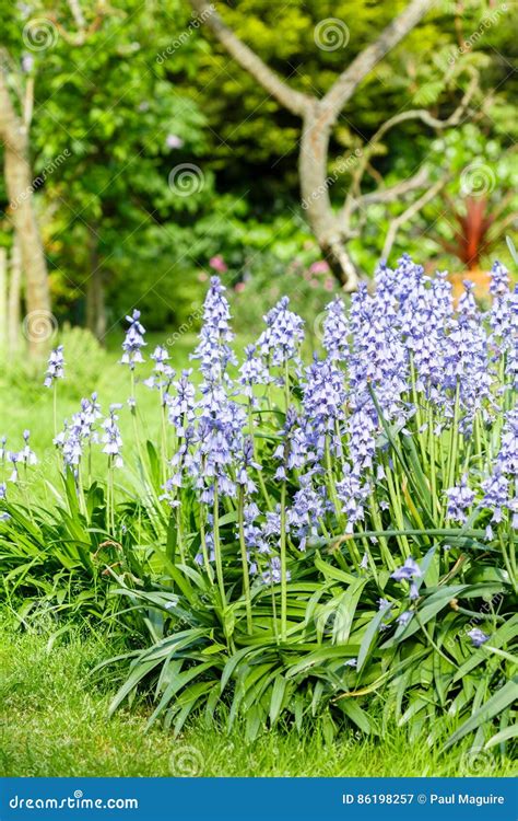 Bluebells in garden stock image. Image of garden, blue - 86198257