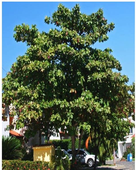 Tropical Almond Tree – Manzanillo Sun