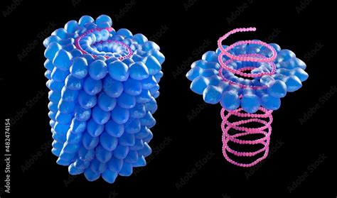 Helical virus structure, one short part of a Tobacco mosaic virus. It ...