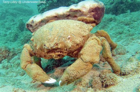 CRITTER: Meet makua-o-ka-lipoa the sleepy sponge crab - The Garden Island