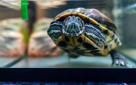 How Big Should a Turtle Tank Be? (Detailed Guide)! – Reptiles Time