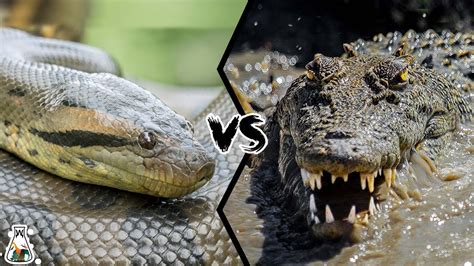 Survival of the Strongest: The historic battle between the giant python and the crocodile ...