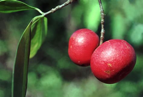 Garcinia Indica (Garcinia indica) - Integrative Lifestyle