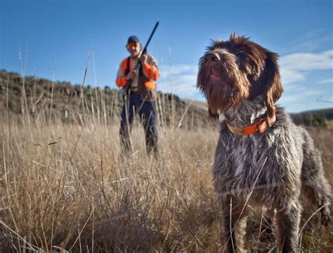 144 Best images about Bird Hunting on Pinterest | Quails, Goose calls ...