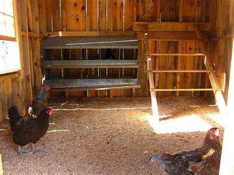 Building A Chicken Coop Inside Your Barn - Chicken Coop