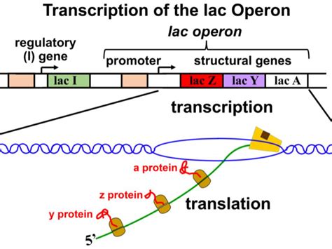 Lac Operon Animation