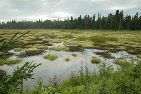 Free picture: fireweed, spruce, highlight, bog