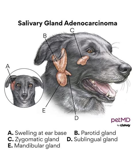 Salivary Gland Cancer in Dogs - Causes, Symptoms, and Treatments | pawsometips.com