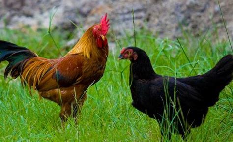 Pengertian Ayam Adalah Ciri Ciri Karakteristik Tempat Hidup Amp ...