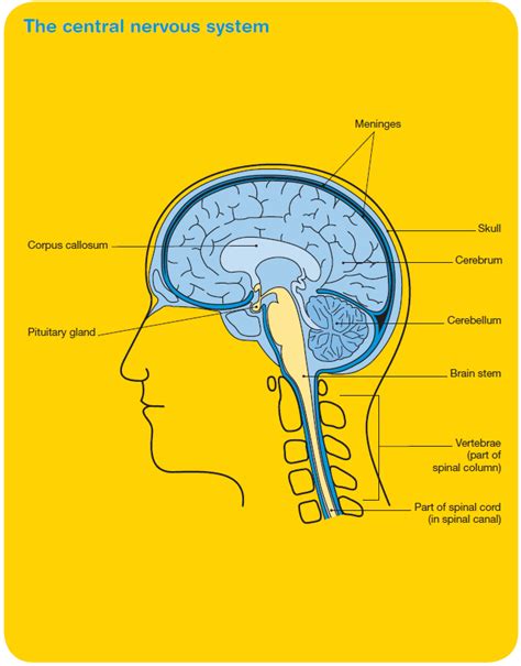 Brain Tumours Types & Symptoms - Cancer Council Victoria