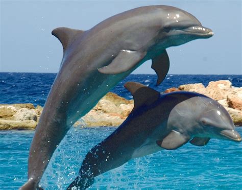 Dolphin Encounter - CUR Shore Excursions | Carnival Cruise Line