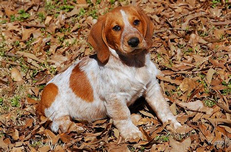 "Beagle Basset Hound Mix Breed Dog" by Kyme | Redbubble